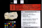 Foto (Objekt + Etiketten) von Bucculentum bachmayeri (Schweitzer & Feldmann, 2009) 